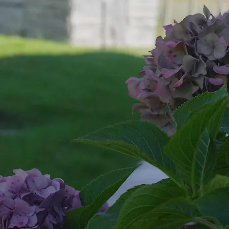 Almarinae * Castiello de la Marina