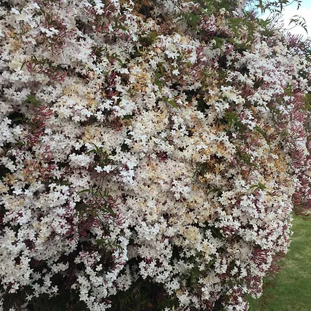 Almarinae 公寓 Castiello de la Marina